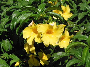 St. Kitts flowers. Photo by Greg Hill.