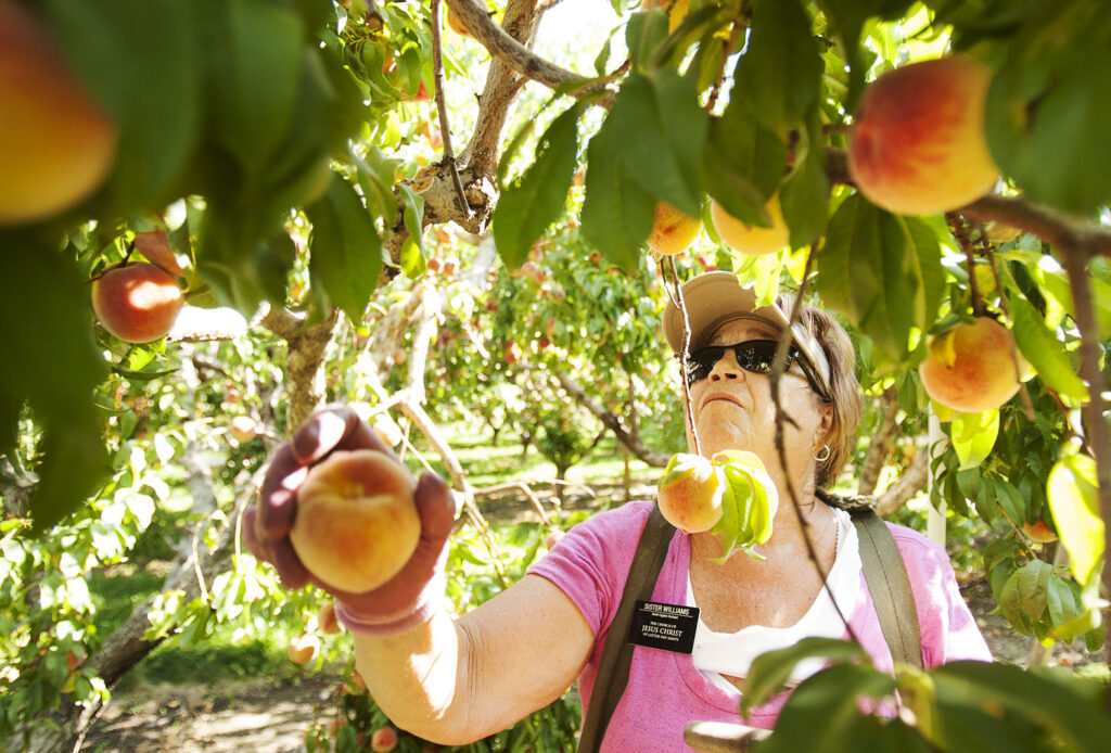Sister Chris Williams, a Church service missionary, picks peaches at the North Ogden Peach Orchard in Ogden, Tuesday, Aug. 16, 2016.
